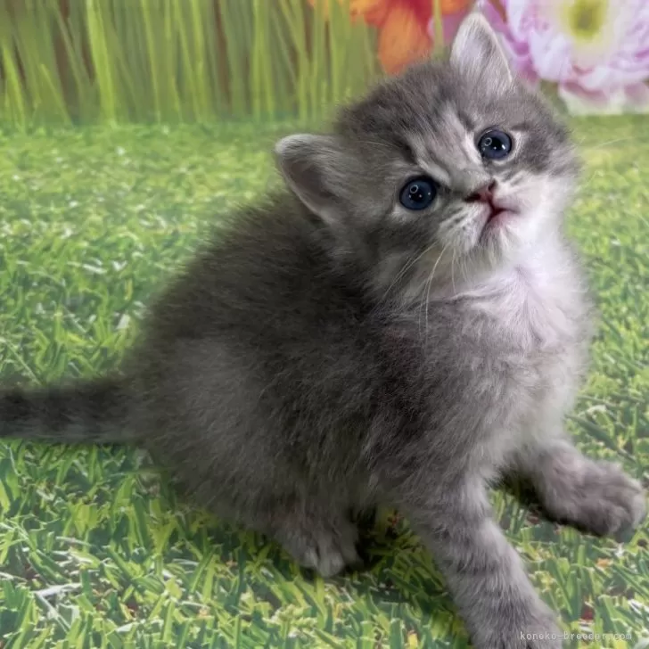 ID:2501-02245の子猫