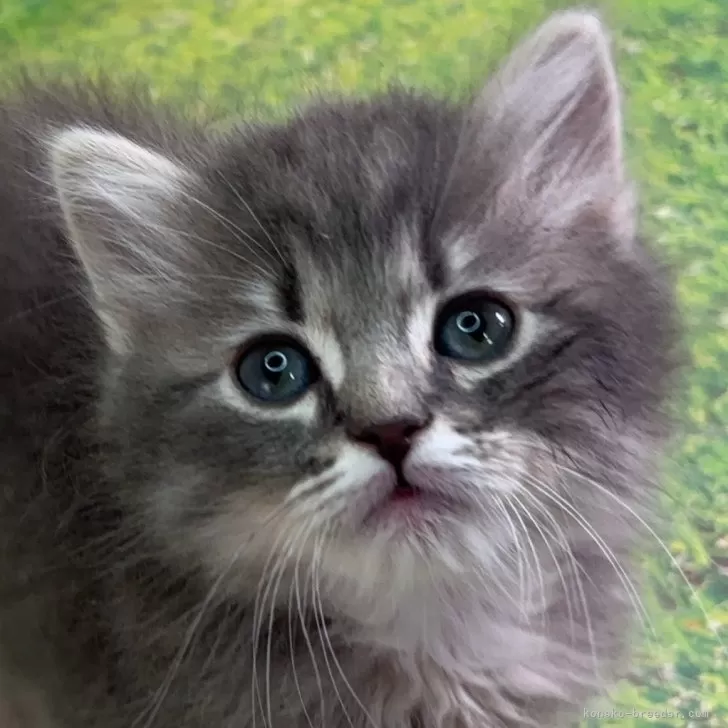 ID:2501-02241の子猫