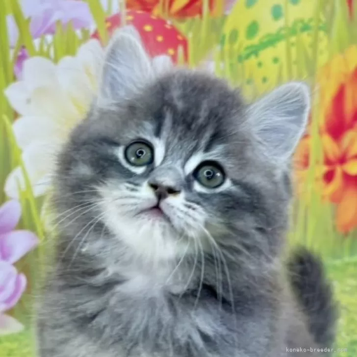 サイベリアン【宮崎県・男の子・2025年9月1日・ブルータビー】の写真1「まん丸ムチムチの男の子♥️とにかくすべてが丸い💗」