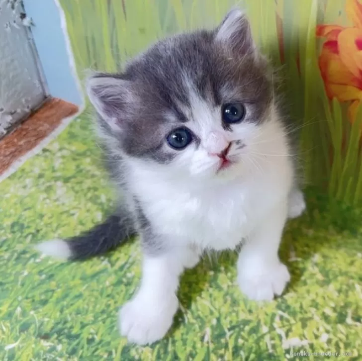 サイベリアン【宮崎県・女の子・2025年11月5日・ブルータビー&amp;ホワイト】の写真1「幸せを呼ぶキャンドルテール💗」