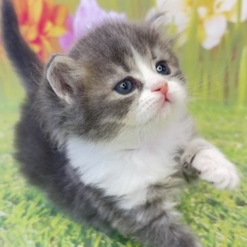 サイベリアン【宮崎県・男の子・2025年11月5日・ブルータビー&ホワイト】の写真「冬休みにぴったり小さな家族Xmasを迎えよう🐾」