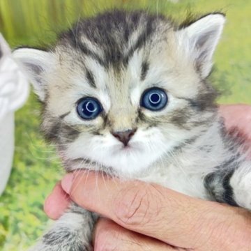 サイベリアン【宮崎県・女の子・2025年10月3日・ブラウンタビー】の写真「仔猫との素敵な出会い❤家族に幸せをお届けします❤」