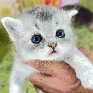 サイベリアン【宮崎県・男の子・2025年10月3日・ブルータビー】の写真「見た瞬間に心を奪われる可愛さです❤」