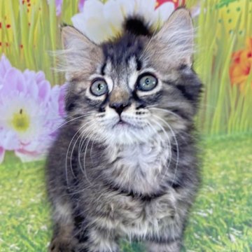 サイベリアン【宮崎県・男の子・2025年7月14日・ブラックタビー】の写真「オータム大特価♥️20%OFF中🍀お早めに✨️」