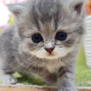 サイベリアン【宮崎県・女の子・2025年10月3日・ブルータビー】の写真「姫ちゃんに激似❤お写真以上の可愛さです❤」