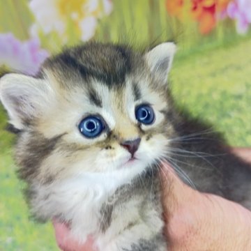 サイベリアン【宮崎県・男の子・2025年10月3日・ブラウンタビー】の写真「仔猫ちゃんと一緒に素敵な思い出を作りませんか？」