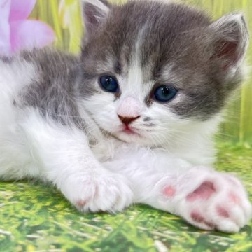 サイベリアン【宮崎県・女の子・2025年11月5日・ブルータビー&ホワイト】の写真「幸せを呼ぶキャンドルテール💗家族に迎えませんか？」