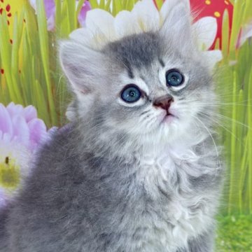 サイベリアン【宮崎県・男の子・2025年4月16日・ブルータビー】の写真「お譲り価格を更に10%OFF中‼️お早めに♥️」