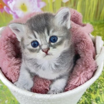 サイベリアン【宮崎県・男の子・2025年10月3日・ブルータビー】の写真「幸せも、大変も、癒しの仔猫ちゃんと家族と一緒に❤」