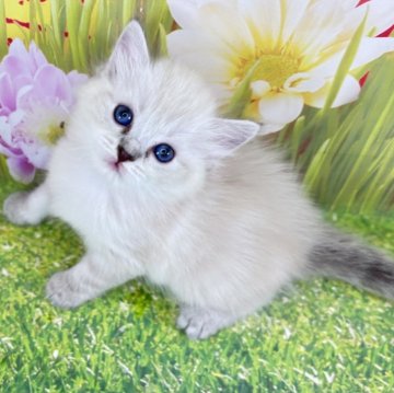サイベリアン【宮崎県・女の子・2025年5月24日・ブルーリンクスポイント(ネヴァマスカレード)】の写真「超レアカラー🍀家族にしてもらえませんか？」