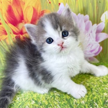 サイベリアン【宮崎県・男の子・2025年11月5日・ブルータビー&ホワイト】の写真「家族で迎える最高のクリスマス💝仔猫ちゃんも一緒に」