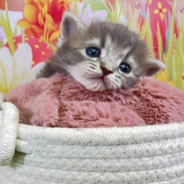 サイベリアン【宮崎県・女の子・2025年11月5日・ブルータビー&ホワイト】の写真「仔猫ちゃんと一緒に素敵な思い出を作りませんか？」