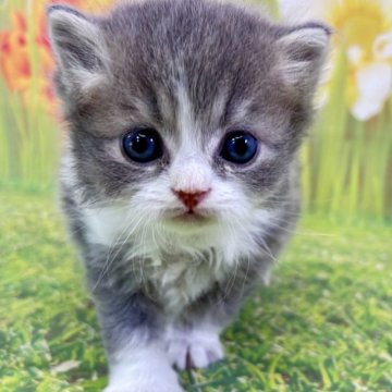 サイベリアン【宮崎県・男の子・2025年11月5日・ブルータビー&ホワイト】の写真「小さな仔猫がもたらす、大きな幸せをあなたに❤」