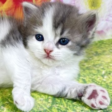 サイベリアン【宮崎県・男の子・2025年11月5日・ブルータビー&ホワイト】の写真「新しい家族との出逢い❤始めてみませんか？？」