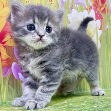 サイベリアン【宮崎県・女の子・2025年11月5日・ブルータビー&ホワイト】の写真「クリスマス🎁に小さな家族を迎えよう❤」