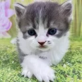 サイベリアン【宮崎県・女の子・2025年11月5日・ブルータビー&ホワイト】の写真6「ご飯も沢山食べます💗」