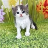 サイベリアン【宮崎県・男の子・2025年11月5日・ブルータビー&ホワイト】の写真6「男の子らしい体付きになってきました💗」