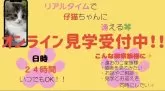 サイベリアン【宮崎県・男の子・2025年9月1日・ブルーパッチドタビー】の写真4「オンライン見学何時でも受け付けております🍀お気軽にお問い合わせください♥️」
