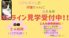 サイベリアン【宮崎県・男の子・2025年5月24日・ブルータビー&ホワイト】の写真7「オンライン見学何時でも受け付けております🙆‍♀️お気軽にお問い合わせください🙇‍♀️」