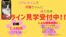 サイベリアン【宮崎県・女の子・2025年11月5日・ブルータビー&ホワイト】の写真4「夕食後のゆったりした時間帯やご就寝前など、ご家族の都合に合わせていつでも見学可能です✨」