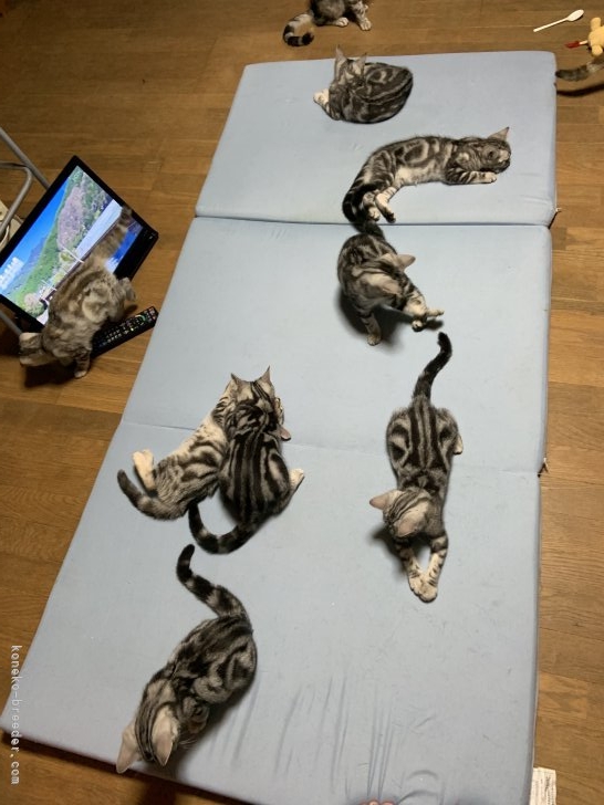 杉本沙耶ブリーダーのブログ：おふとん占領怪獣たち(*´-`)