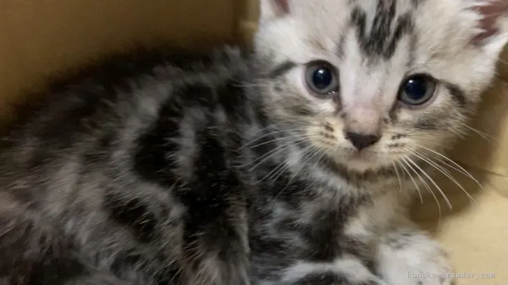 ID：2105-02504の子猫