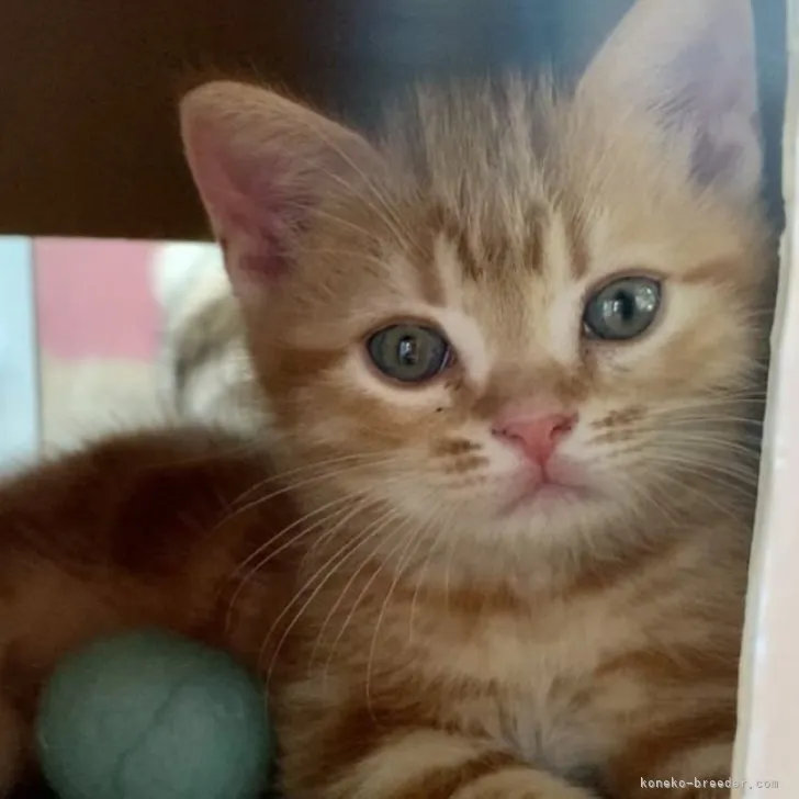 ID:2305-00794の子猫