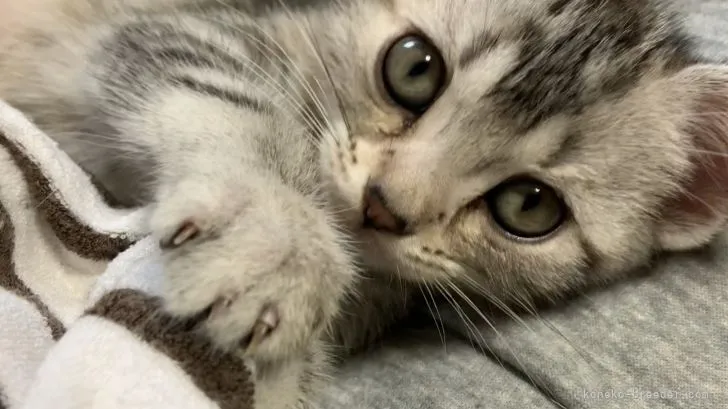 ID:2105-02515の子猫