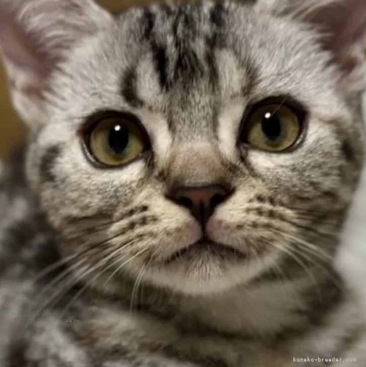 ID：2405-02861の子猫