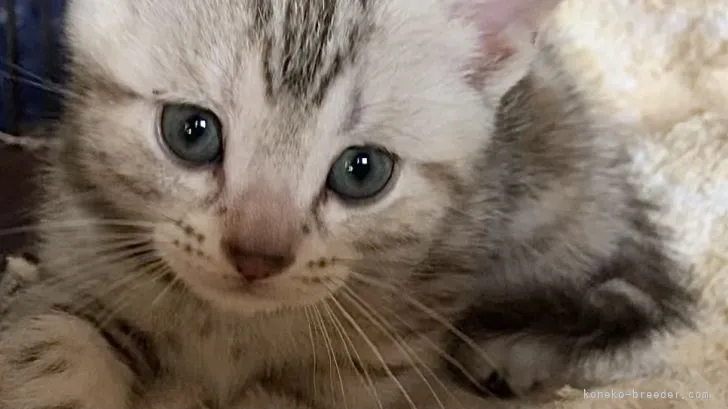 ID:2105-02522の子猫