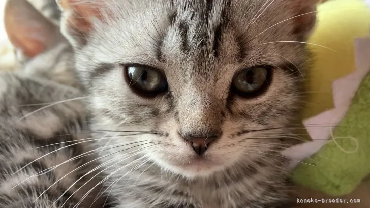 ID:2205-01633の子猫