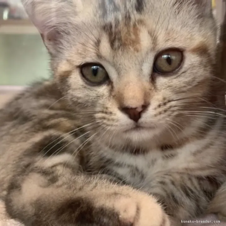 ID：2307-00777の子猫