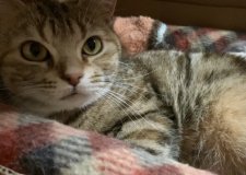 アメリカンショートヘア【・女の子・2020年5月17日・ブラウンパッチドタビー】「珍しく出てない。笑」