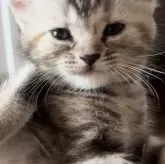 アメリカンショートヘア【東京都・女の子・2024年4月13日・シルバーパッチドタビー】の写真4