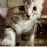 アメリカンショートヘア【東京都・女の子・2024年4月13日・シルバーパッチドタビー】の写真5