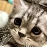 アメリカンショートヘア