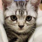 アメリカンショートヘア