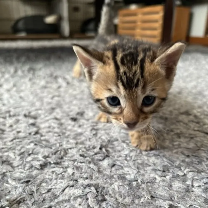 ID：2305-03851の子猫