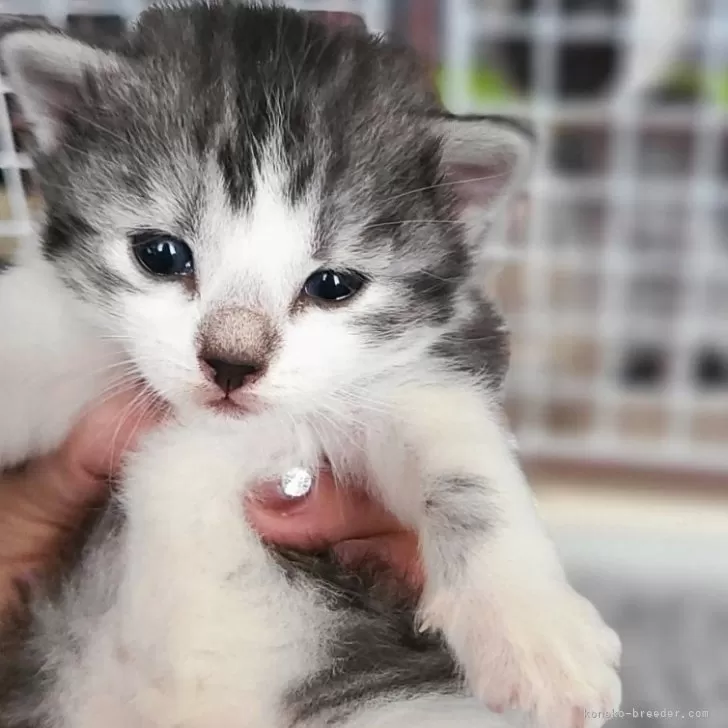 ID：2410-00703の子猫