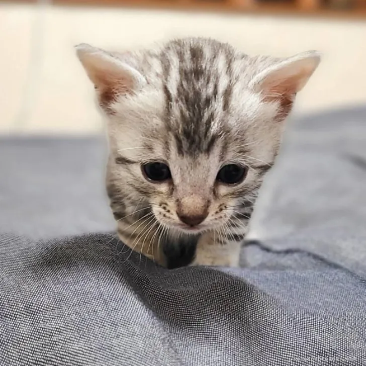ID：2305-02793の子猫