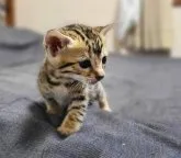 ベンガル【北海道・女の子・2023年4月27日・ブラウンスポッテッドタビー】の写真2