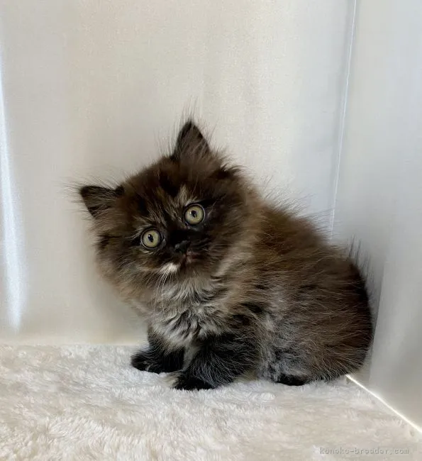 ID:2112-01415の子猫