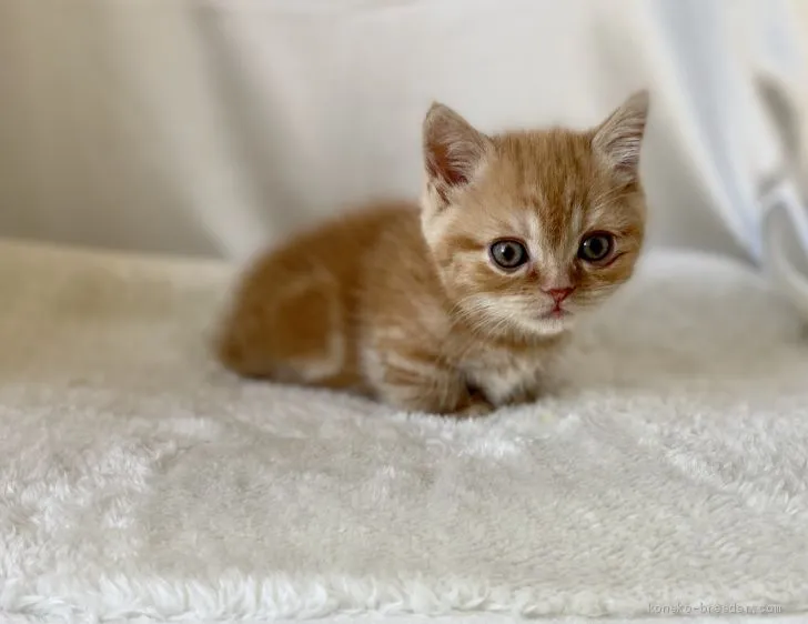 M.N 様のお迎えした子猫