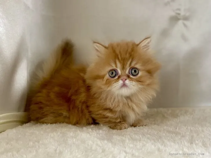 ID:2012-01299の子猫