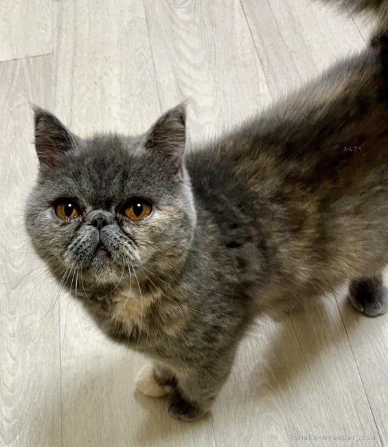 エキゾチックショートヘア【・女の子・2024年2月15日・ブルー&amp;クリーム】