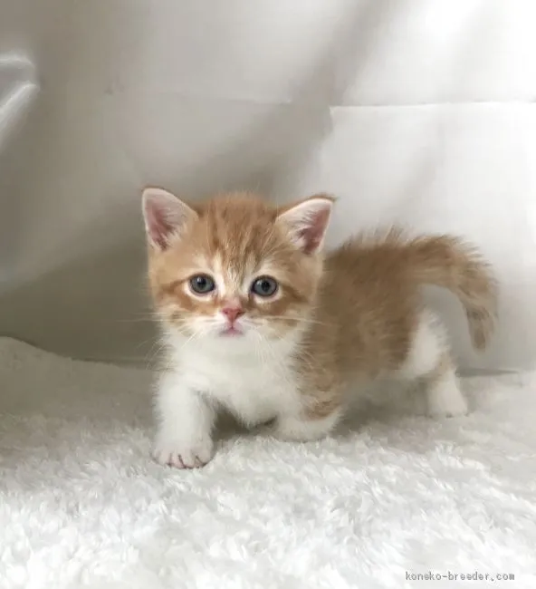 ID：1911-00151の子猫