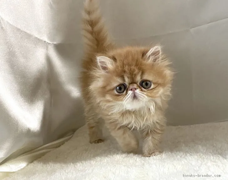 ID:2001-00037の子猫