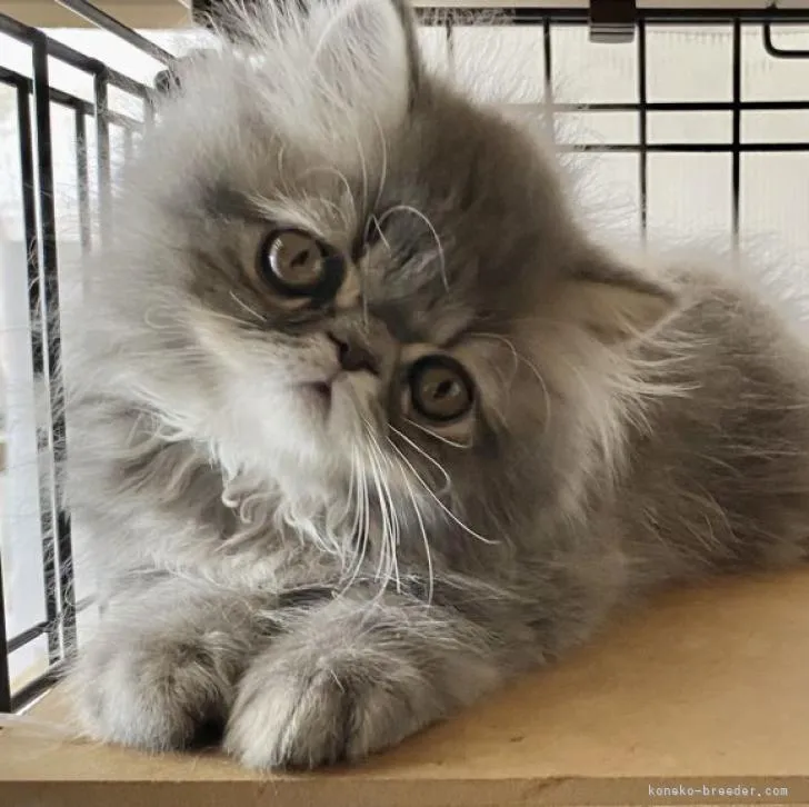 ID：2208-00564の子猫