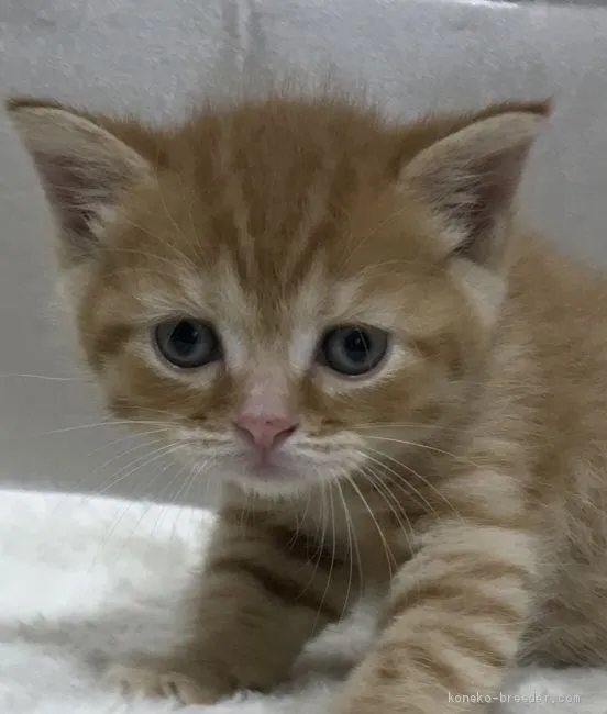 ちづちゃん 様のお迎えした子猫