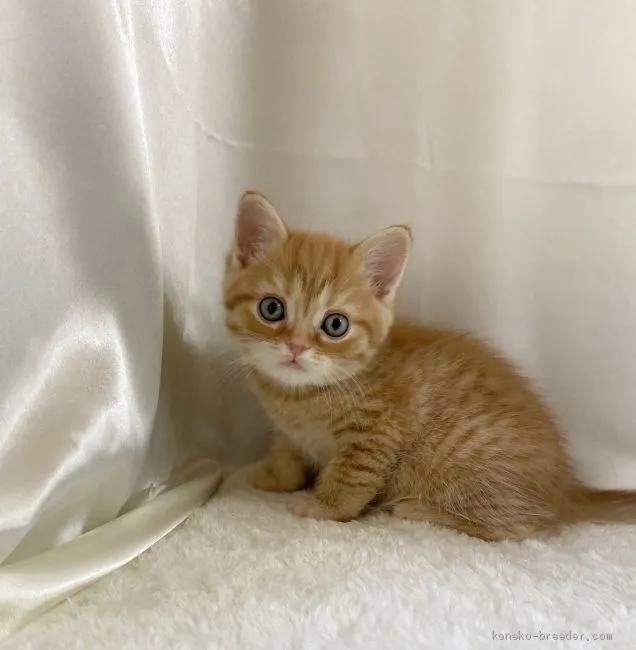 ぶぶ 様のお迎えした子猫